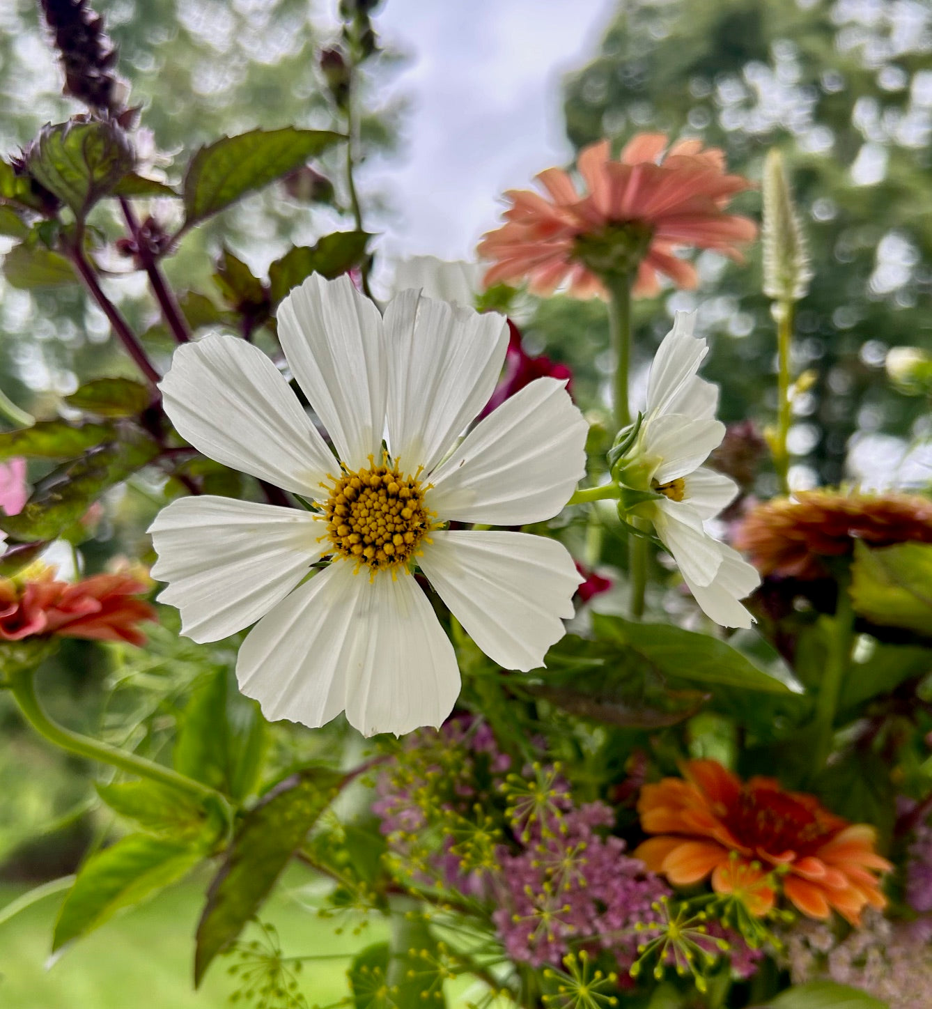 Bring on the Blooms! Early Summer 2025 Bouquet Subscription