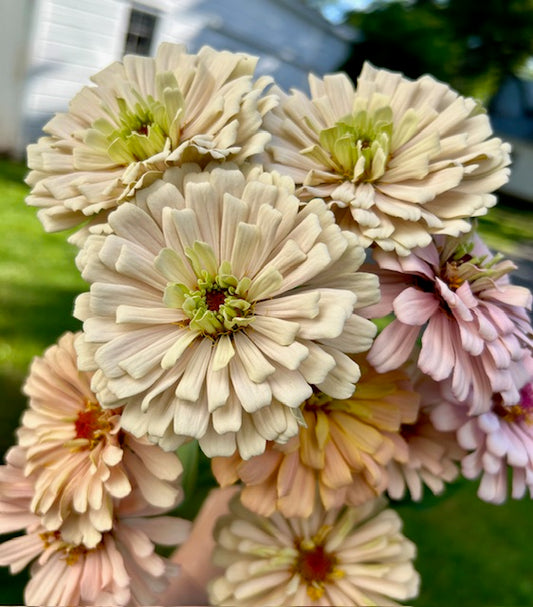 Bring on the Blooms! Early Summer 2025 Bouquet Subscription